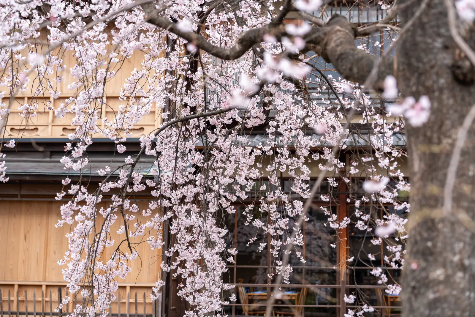 撮影例:しだれ桜と木の建物